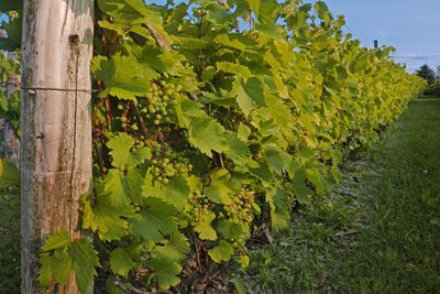 Merlot...???  / 27