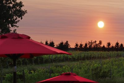 Vignoble du mouton noir / 19