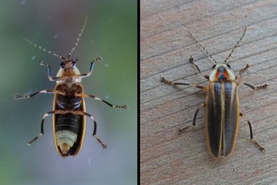Firefly / LUCIOLE (mouche  feu)