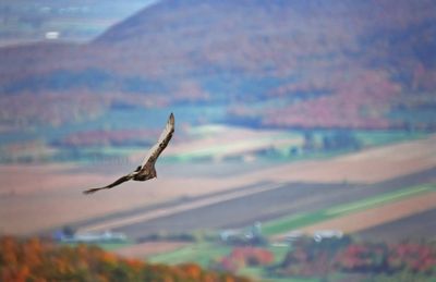 Pierre Joly PHOTOGRAPHE FocusNature