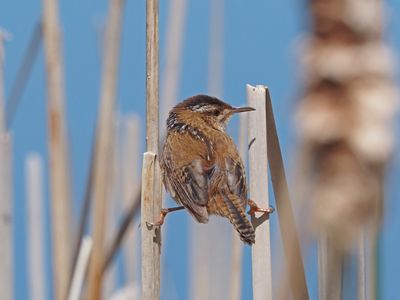 Pierre Joly PHOTOGRAPHE FocusNature