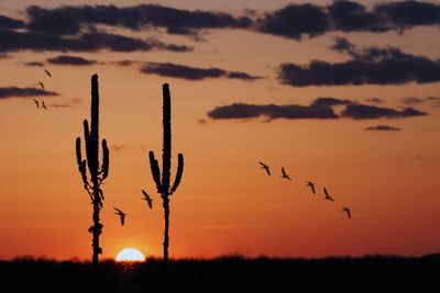 Pierre Joly PHOTOGRAPHE FocusNature