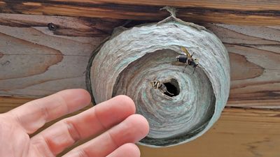 Bald-faced aerial yellowjacket / Gupe noire  taches blanches (Dolichovespula maculata)