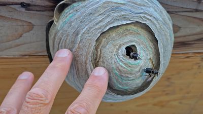 Bald-faced hornet (Dolichovespula maculata)