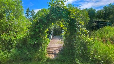 Vignes-du-pont