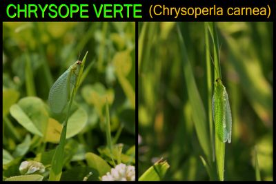 Green lacewing / CHRYSOPE VERTE / Demoiselle aux yeux d'or (Chrysoperla carnea)