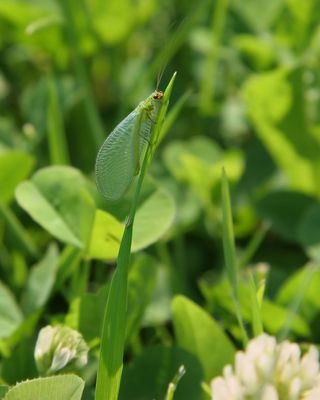 CHRYSOPE VERTE / Green lacewing / (Chrysoperla carnea)