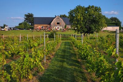 Vignoble du mouton noir /
