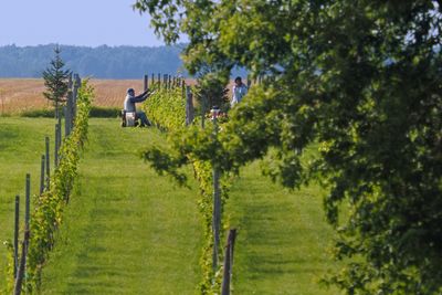 Vignoble du mouton noir /