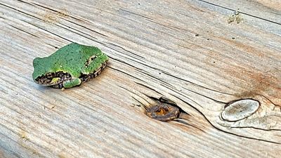 Gray tree frog / Hyla versicolor / Rainette versicolor