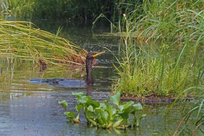 Cormoran  aigrette