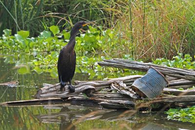 Cormoran  aigrette