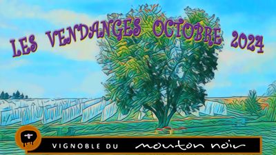 LES VENDANGES DU MOUTON NOIR 2024