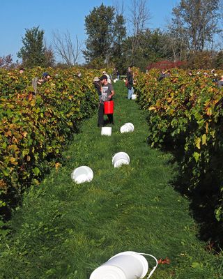 LES VENDANGES DU MOUTON NOIR 2024