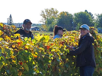 LES VENDANGES DU MOUTON NOIR 2024