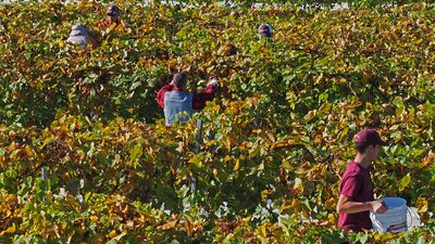 LES VENDANGES DU MOUTON NOIR 2024