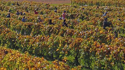 LES VENDANGES DU MOUTON NOIR 2024