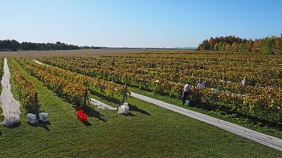 LES VENDANGES DU MOUTON NOIR 2024