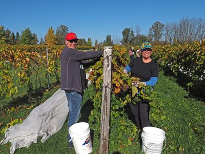 LES VENDANGES DU MOUTON NOIR 2024