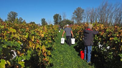 LES VENDANGES DU MOUTON NOIR 2024