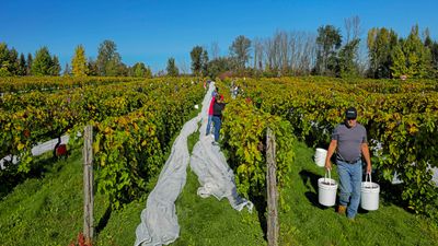 LES VENDANGES DU MOUTON NOIR 2024