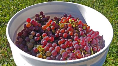 LES VENDANGES DU MOUTON NOIR 2024