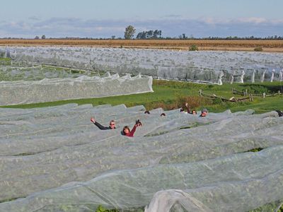 LES VENDANGES DU MOUTON NOIR 2024