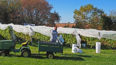 LES VENDANGES DU MOUTON NOIR 2024