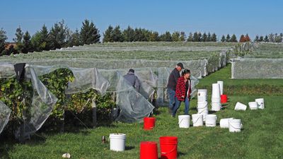 LES VENDANGES DU MOUTON NOIR 2024