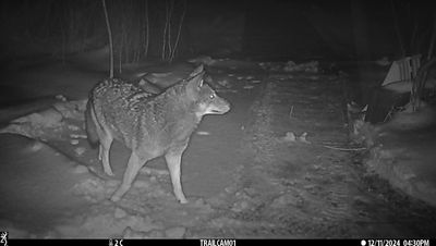 Coyotte