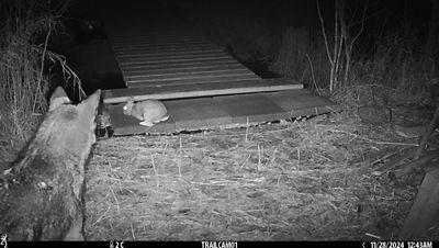 COYOTTE et SOUPER ! / En face de notre nouveau pont /////////