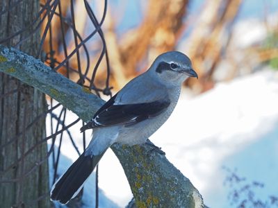 7 dc 2024 / Pie griche grise / Northern Shrike / Great grey shrike / Klapekster