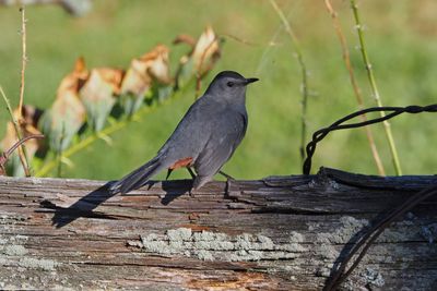 Moqueur chat / Gray catbird