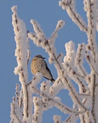 25 dc 2024 / Pie griche grise / Northern Shrike