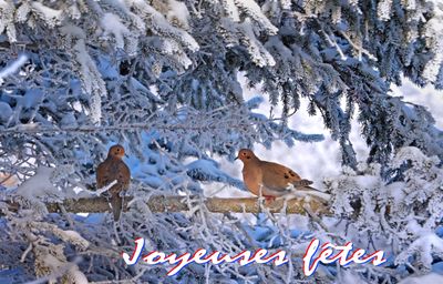 JOYEUX NOEL / Merry Christmas 2024
