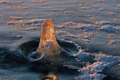 Pierre Joly PHOTOGRAPHE FocusNature