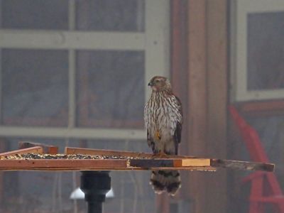 hiboux_owl_664