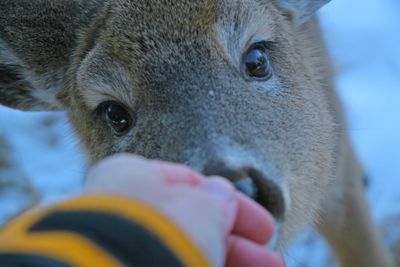 bambi_photo_text