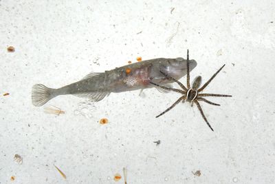 Petits poissons / Mennow
