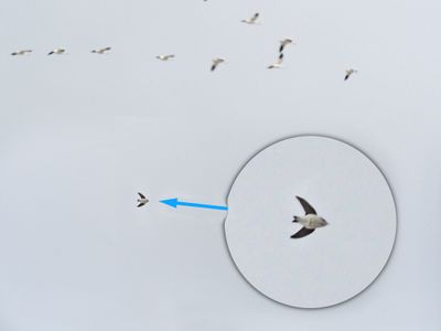 oiseaux_birds_hirondelle