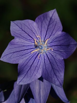 Campanule  grandes fleurs (Platycodon grandiflorus )