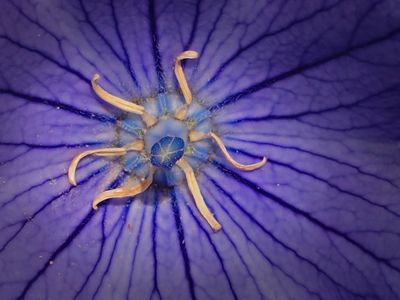 ANMONE DE MER (Travestie) Platycodon grandiflorus