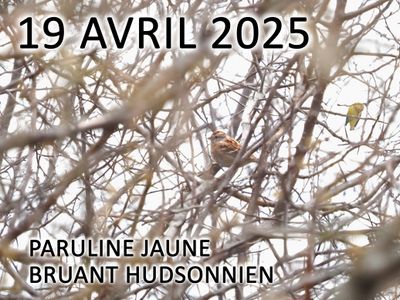 Paruline jaune