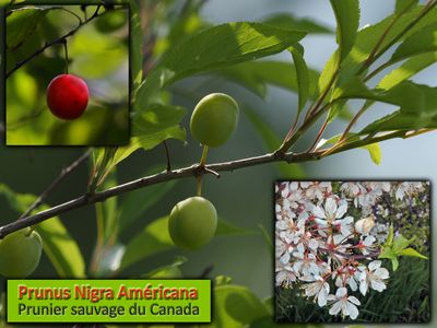 fruits_plantes_664
