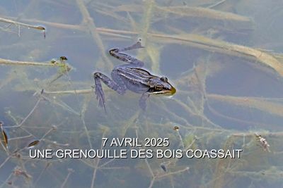 amphibien_grenouille_frog_664
