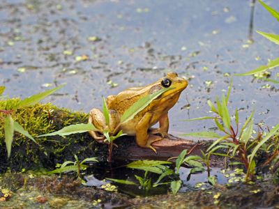 GRENOUILLE JAUNE pas toujours verte 2025