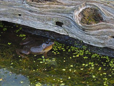La GRENOUILLE VERTE pas toujours verte 2025