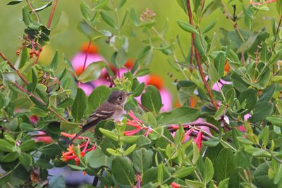 oiseau_passereau_g_664