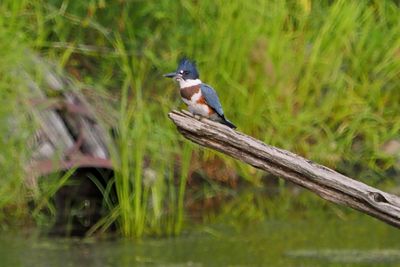 MARTIN PECHEUR D'AMERIQUE / BELTED KINGFISHER