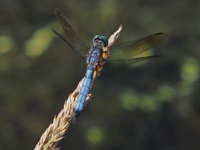 lidellule_dragonfly_664